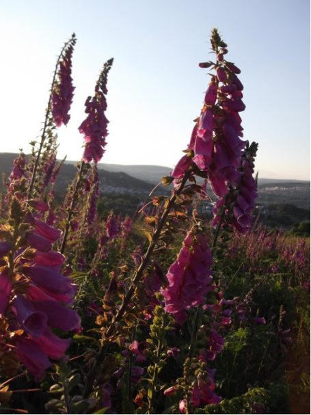 Foxgloves